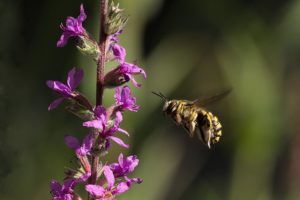 Sauvegarde de la biodiversité: les abeilles sauvages, ces grandes oubliées