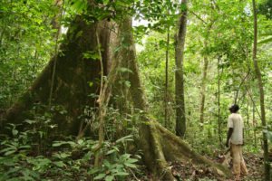 Des chercheurs pointent la vulnérabilité des forêts d’Afrique centrale